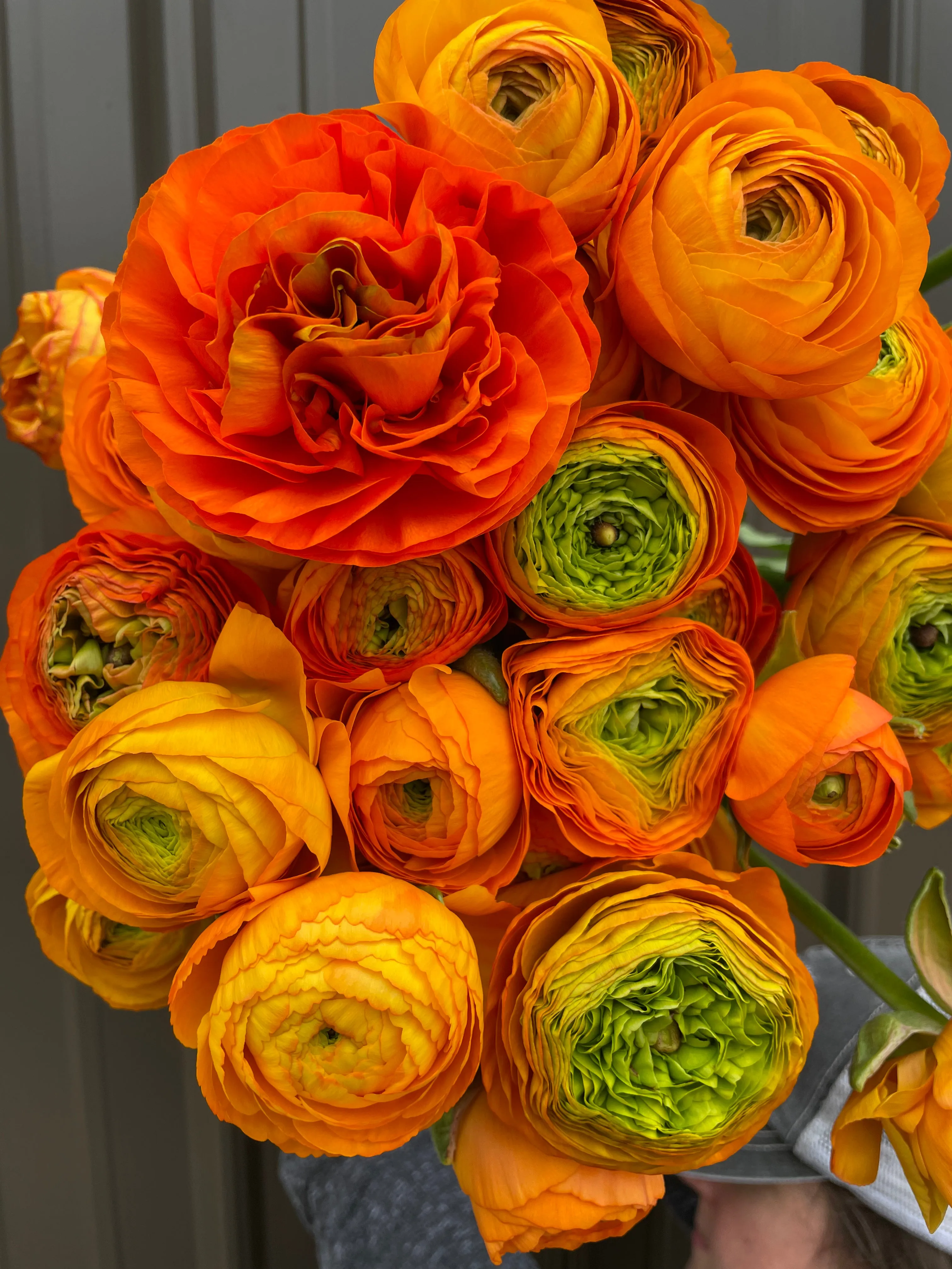 Ranunculus Corms-Orange