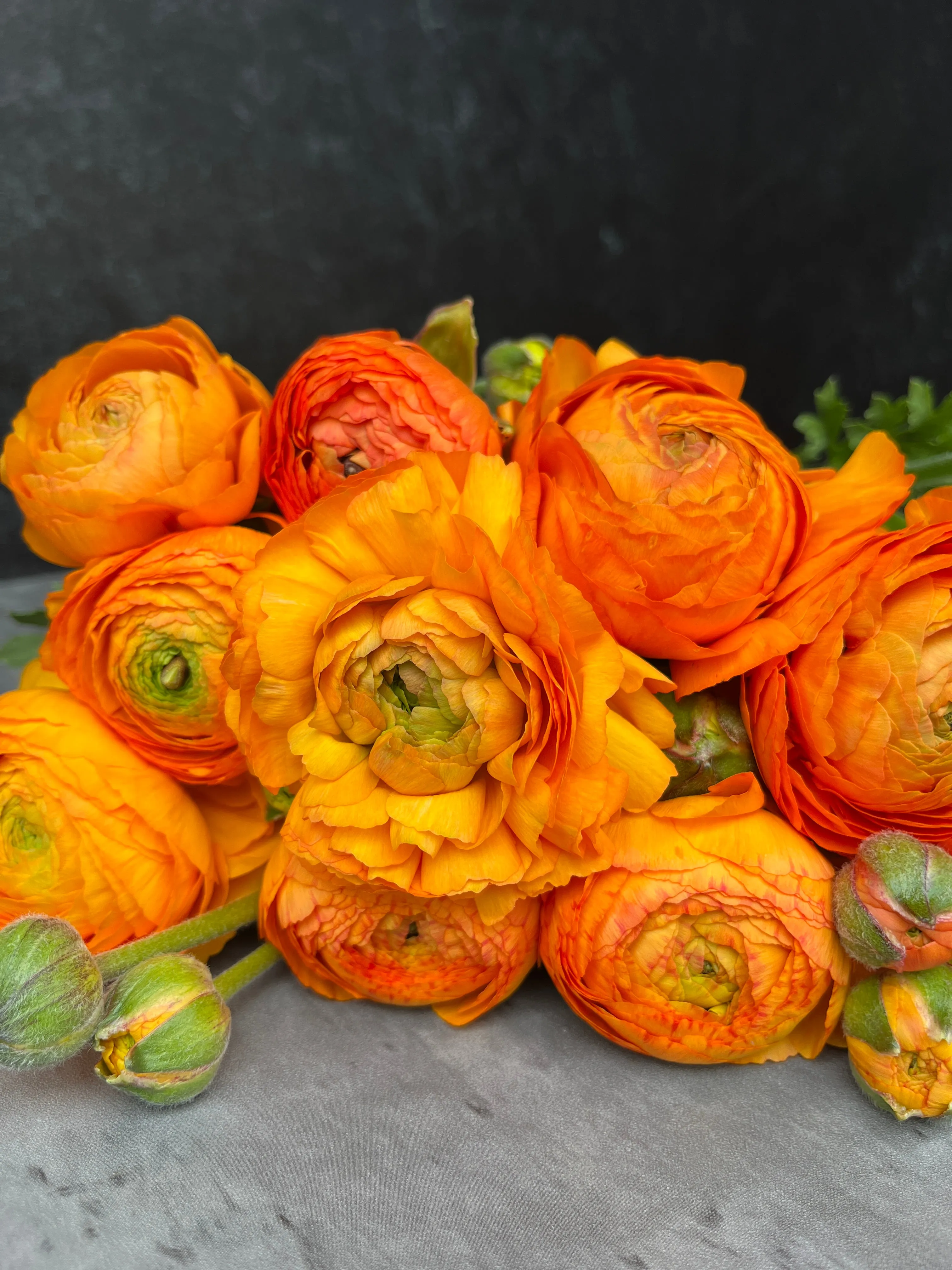 Ranunculus Corms-Orange