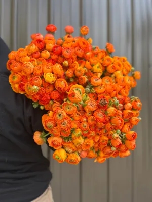 Ranunculus Corms-Orange