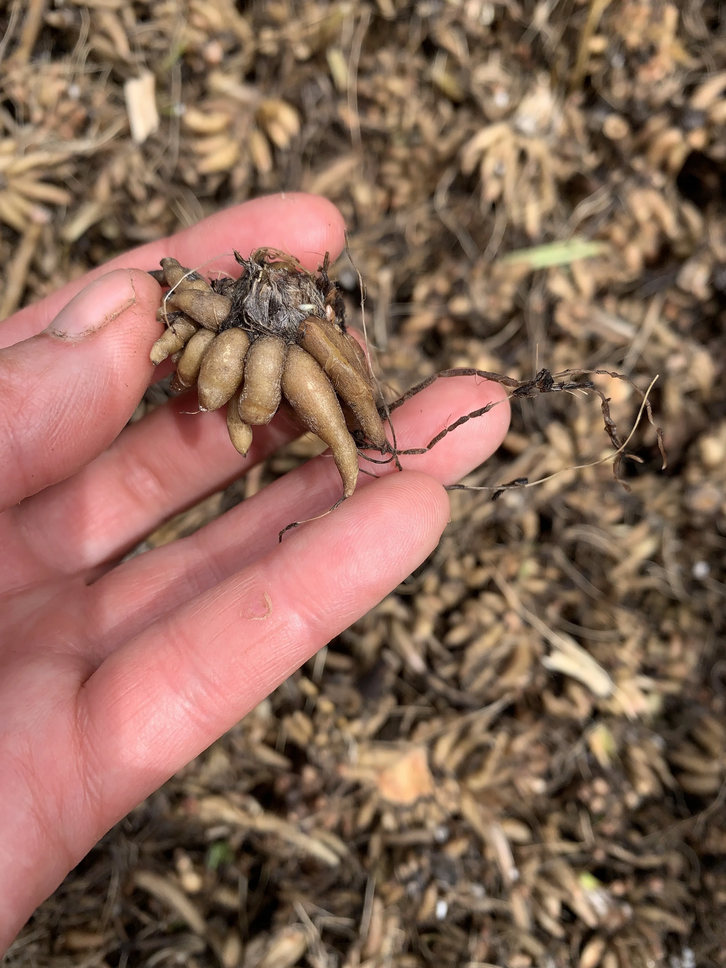Ranunculus Corms-Orange
