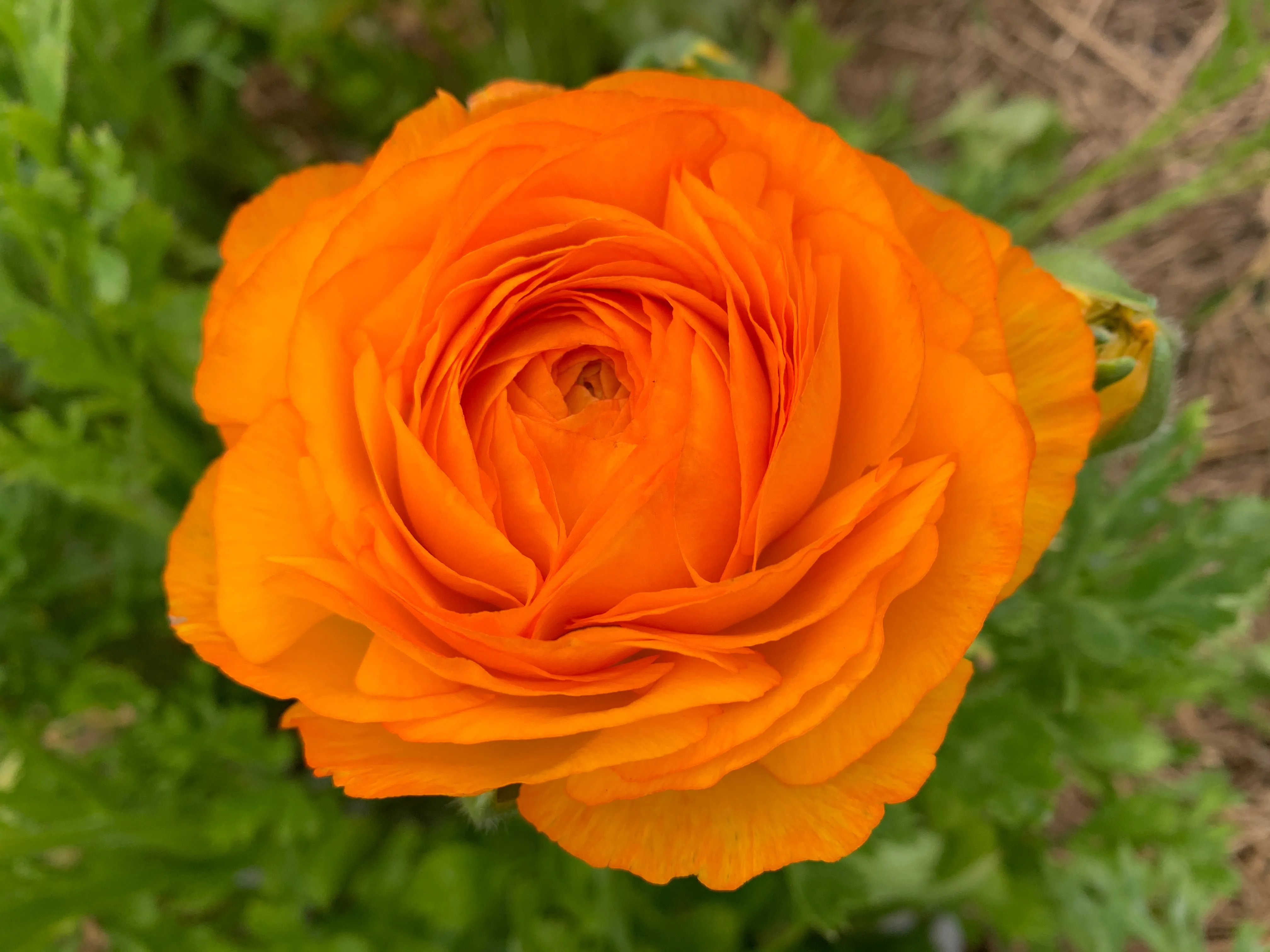 Ranunculus Corms-Orange