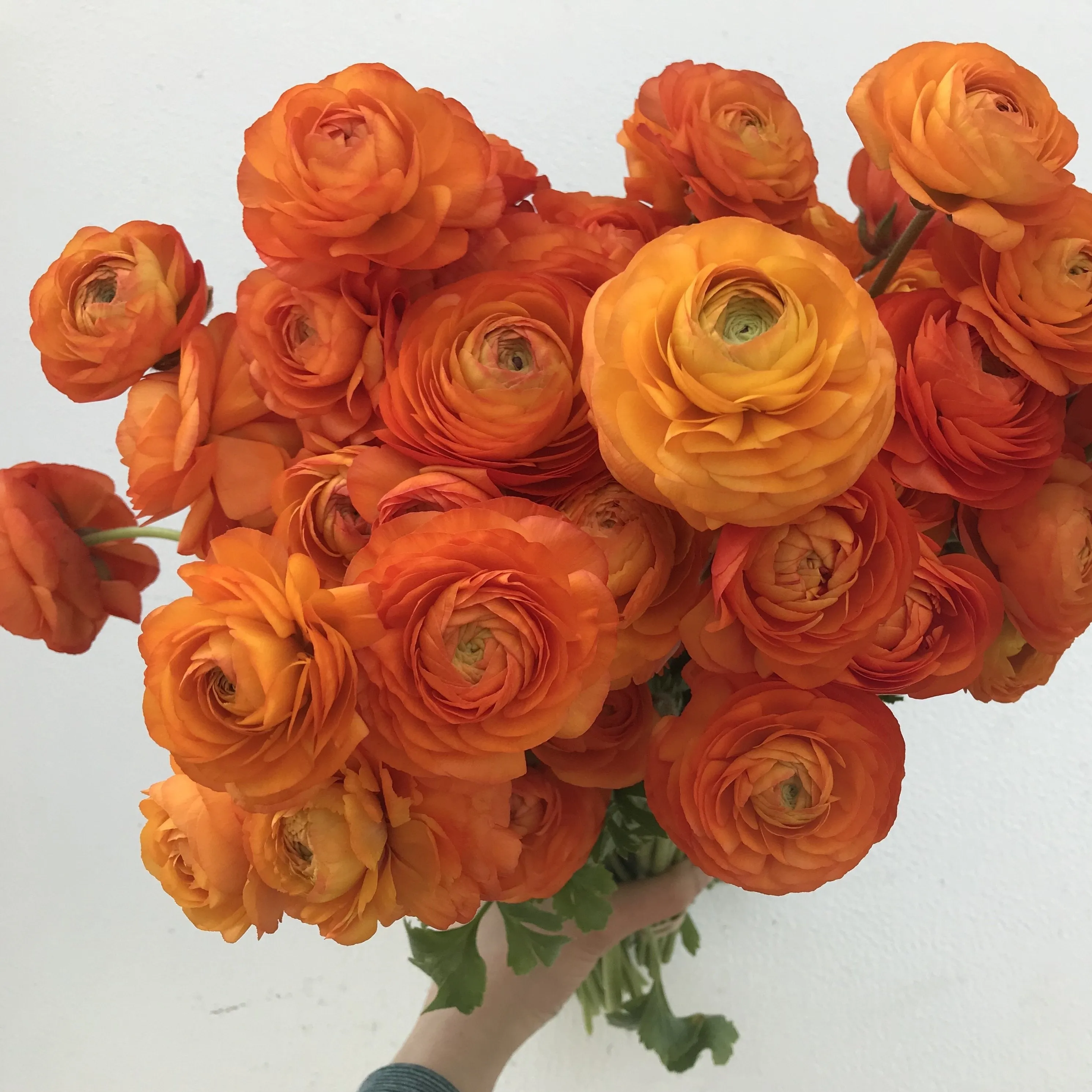 Ranunculus Corms-Orange