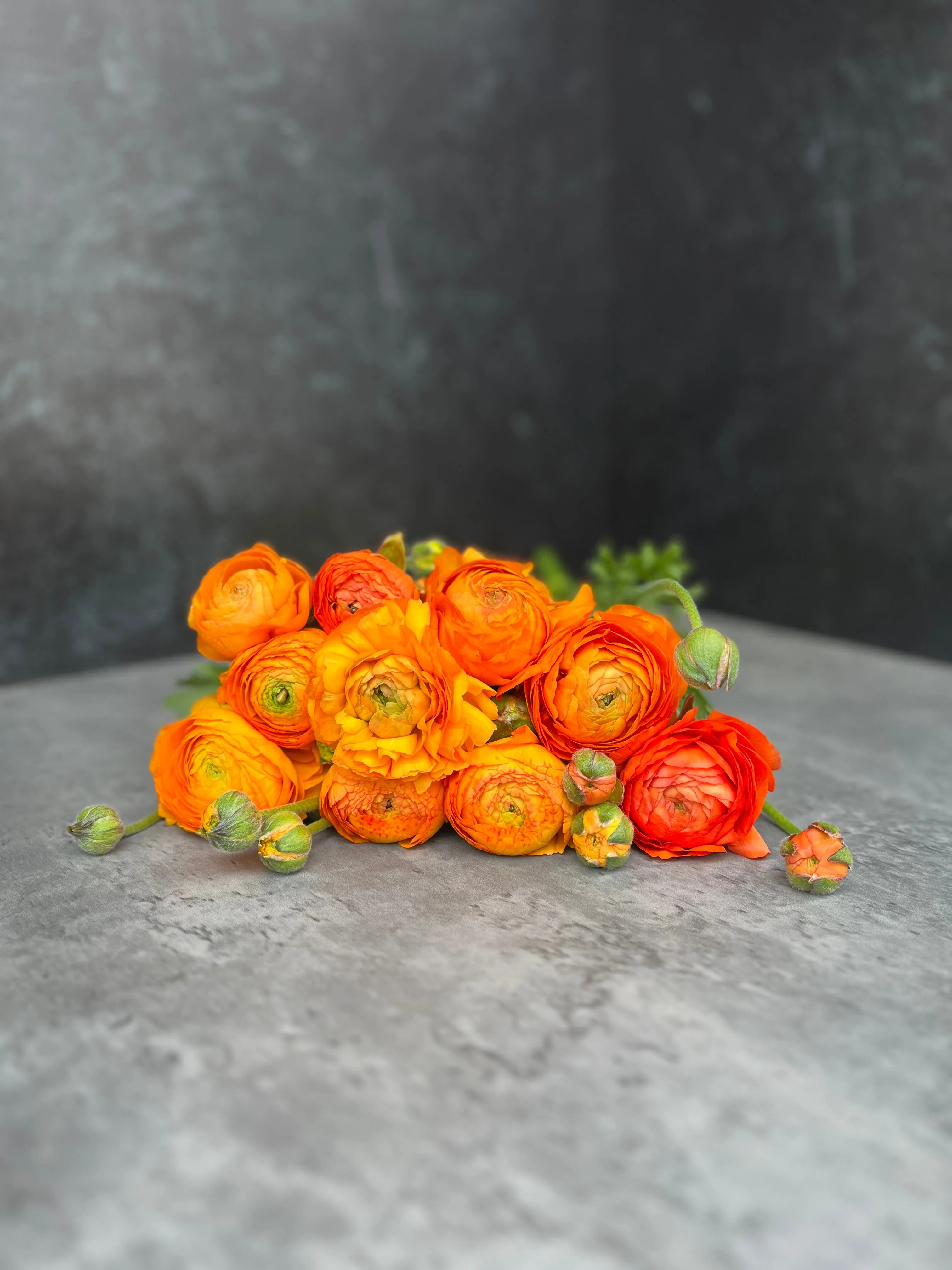 Ranunculus Corms-Orange